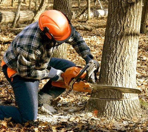Tree Removal in Old Fort, NC